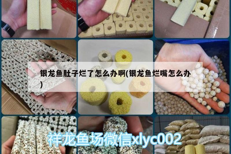 銀龍魚(yú)肚子爛了怎么辦啊(銀龍魚(yú)爛嘴怎么辦)