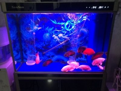 對森森魚缸評價：森森魚缸在國內(nèi)市場上具有較高的口碑