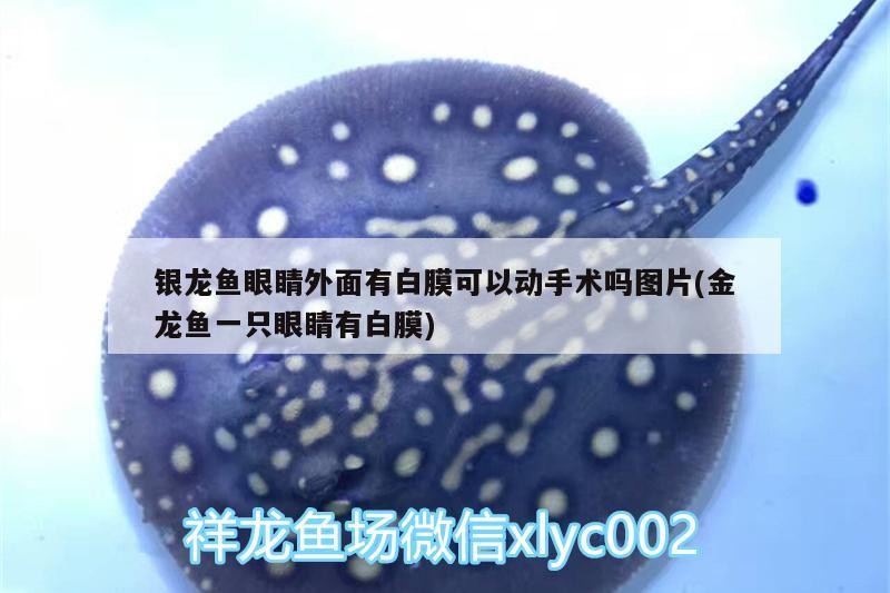 銀龍魚眼睛外面有白膜可以動(dòng)手術(shù)嗎圖片(金龍魚一只眼睛有白膜)