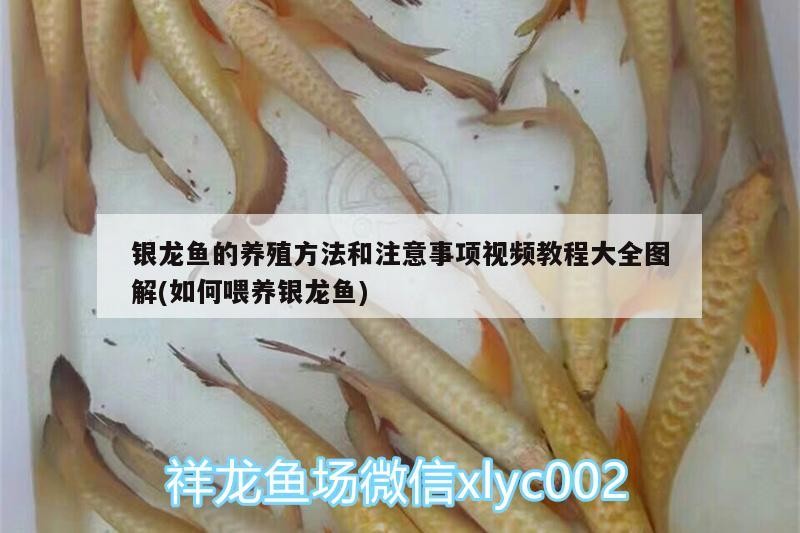 銀龍魚的養(yǎng)殖方法和注意事項視頻教程大全圖解(如何喂養(yǎng)銀龍魚)