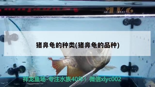 豬鼻龜?shù)姆N類(豬鼻龜?shù)钠贩N)