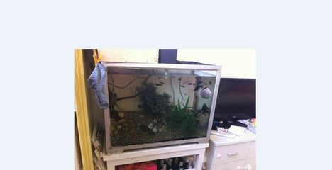 超市魚缸水渾濁原因和解決方案視頻播放：超市魚缸水渾濁的原因和解決方案