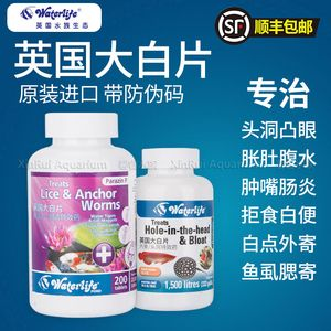 魟魚不吃食用大白片？：如何處理不吃食的魟魚