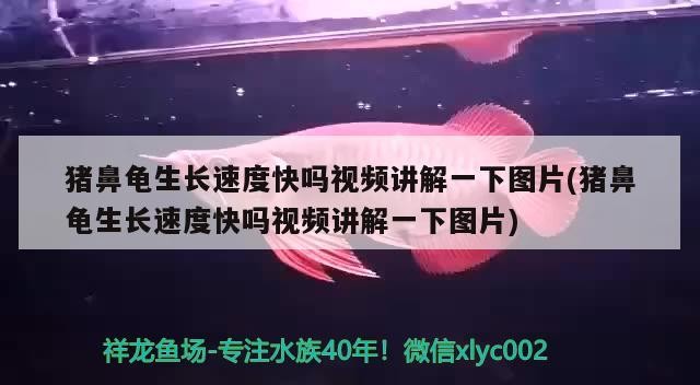 豬鼻龜生長速度快嗎視頻講解一下圖片(豬鼻龜生長速度快嗎視頻講解一下圖片)