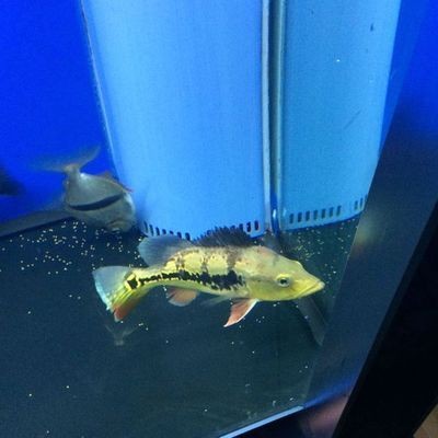 虎魚不吃食是什么原因造成的：虎魚不吃食是什么原因造成的呢？