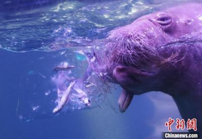 金龍魚適合多少溫度：金龍魚適合多少溫度的水?
