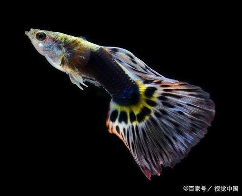 超市玻璃魚缸制作方法視頻教學大全