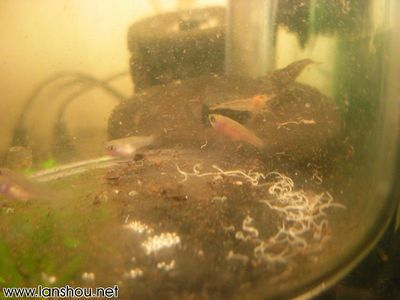 龍魚缸里有白色線蟲怎么解決，如何處理龍魚缸中的白色線蟲問題