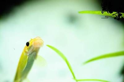 龍魚缸里有白色線蟲怎么解決，如何處理龍魚缸中的白色線蟲問題