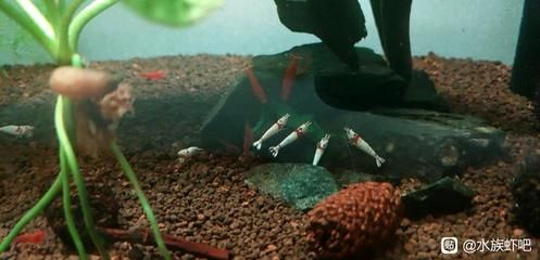龍魚缸里有白色線蟲怎么解決，如何處理龍魚缸中的白色線蟲問題