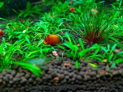 龍魚缸里有白色線蟲怎么解決，如何處理龍魚缸中的白色線蟲問題