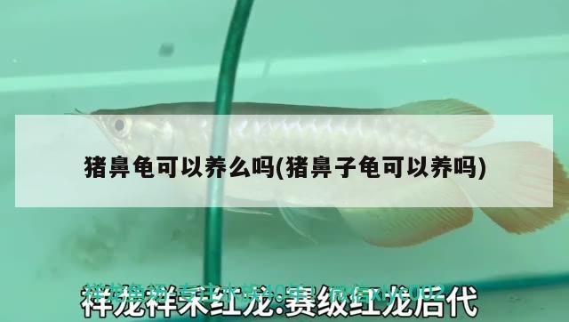 豬鼻龜可以養么嗎(豬鼻子龜可以養嗎)