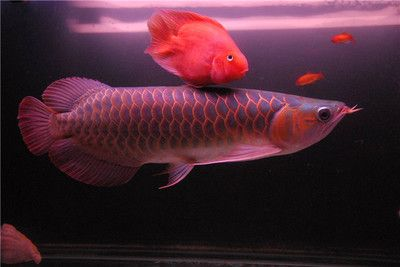 紅龍魚金龍魚銀龍魚的區別：紅龍、金龍魚、銀龍魚和銀龍魚之間的區別有哪些
