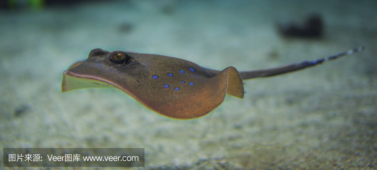 魟魚腹部有塊綠色怎么回事：魟魚腹部出現(xiàn)綠色可能是由于以下幾個原因