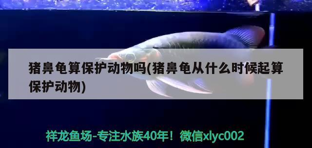 豬鼻龜算保護(hù)動(dòng)物嗎(豬鼻龜從什么時(shí)候起算保護(hù)動(dòng)物)