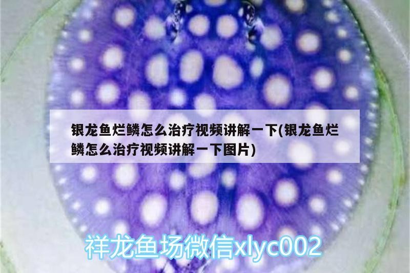 銀龍魚爛鱗怎么治療視頻講解一下(銀龍魚爛鱗怎么治療視頻講解一下圖片)