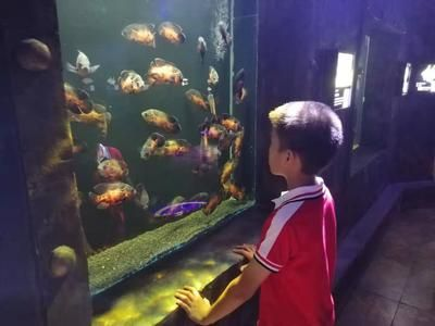 婁底水族館vs祥龍魚場（婁底水族館與祥龍魚場各有其特色和專業(yè)領(lǐng)域）