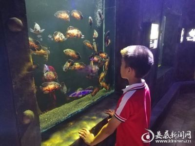 婁底水族館vs祥龍魚場（婁底水族館與祥龍魚場各有其特色和專業(yè)領(lǐng)域）