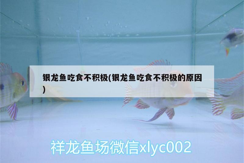 銀龍魚吃食不積極(銀龍魚吃食不積極的原因)
