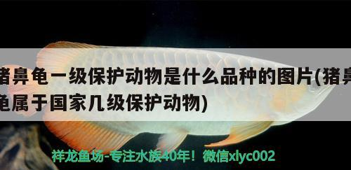 豬鼻龜一級保護動物是什么品種的圖片(豬鼻龜屬于國家幾級保護動物)