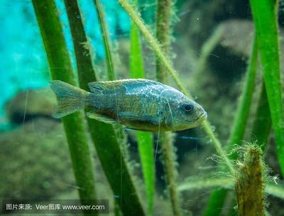 印尼虎魚和泰國虎魚哪個好