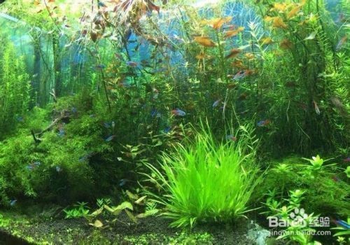 黑色的魚缸好不好養(yǎng)魚