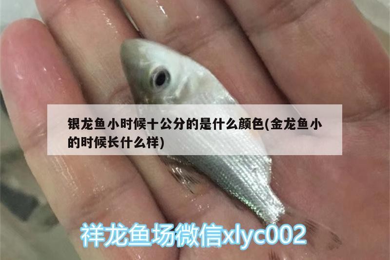 銀龍魚小時候十公分的是什么顏色(金龍魚小的時候長什么樣)