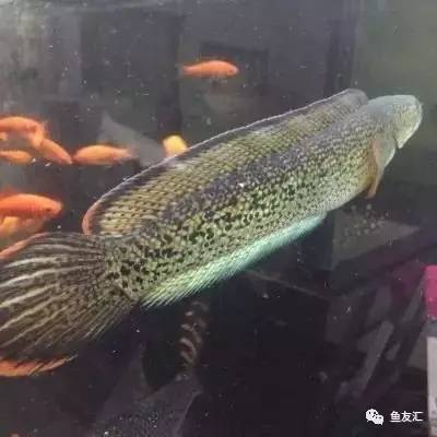 馬來西亞過背金龍魚多大開始發色，過背金龍珠鱗什么時候發色