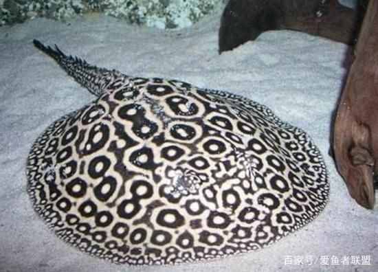 魟魚行為異常的深層原因：如何判斷魟魚是否處于緊張狀態(tài)