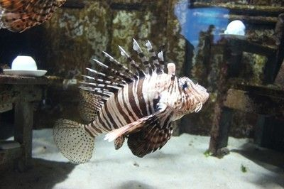 魟魚的尾巴有什么作用：魟魚的尾巴是其重要的生理結構，具有多種功能和作用