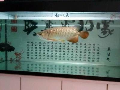 本溪龍魚vs祥龍魚場（探討本溪龍魚與祥龍魚場的差異之前，我們需要明確兩者所指的內容）