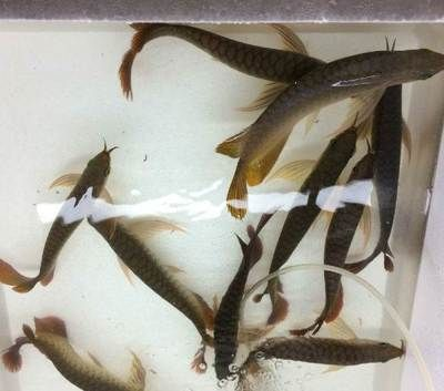 本溪龍魚vs祥龍魚場（探討本溪龍魚與祥龍魚場的差異之前，我們需要明確兩者所指的內容）