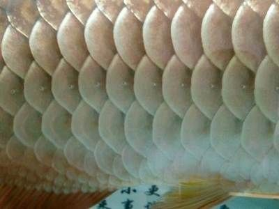 本溪龍魚vs祥龍魚場（探討本溪龍魚與祥龍魚場的差異之前，我們需要明確兩者所指的內容）