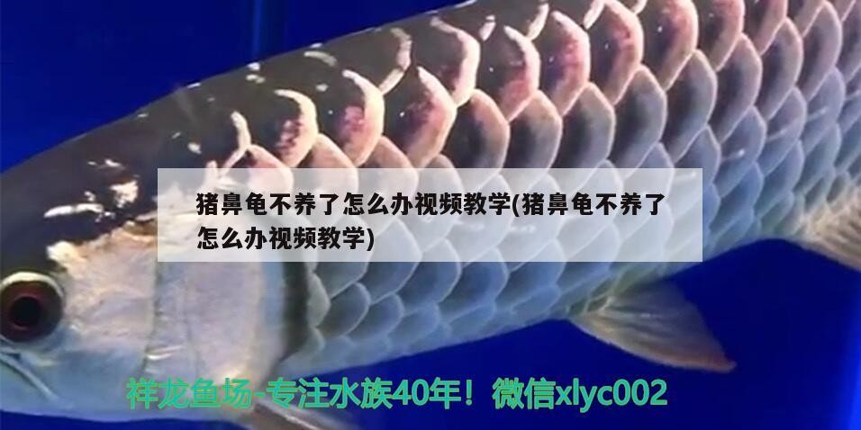 豬鼻龜不養了怎么辦視頻教學(豬鼻龜不養了怎么辦視頻教學)