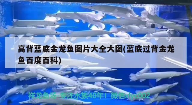 高背藍底金龍魚圖片大全大圖(藍底過背金龍魚百度百科)