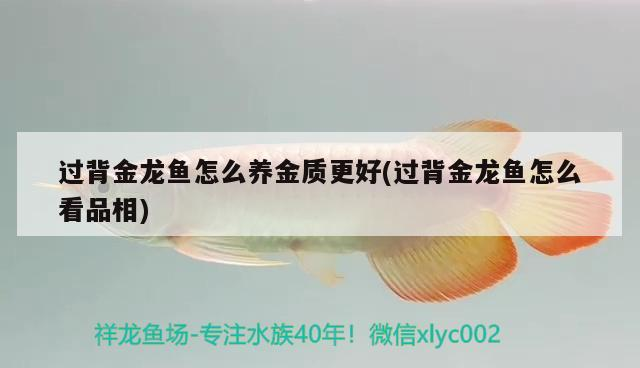過背金龍魚怎么養金質更好(過背金龍魚怎么看品相)