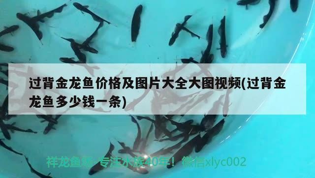 過(guò)背金龍魚價(jià)格及圖片大全大圖視頻(過(guò)背金龍魚多少錢一條)