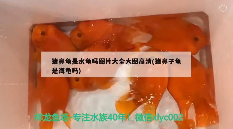豬鼻龜是水龜嗎圖片大全大圖高清(豬鼻子龜是海龜嗎) 豬鼻龜是水龜嗎圖片大全大圖高清(豬鼻子龜是海龜嗎) 豬鼻龜百科