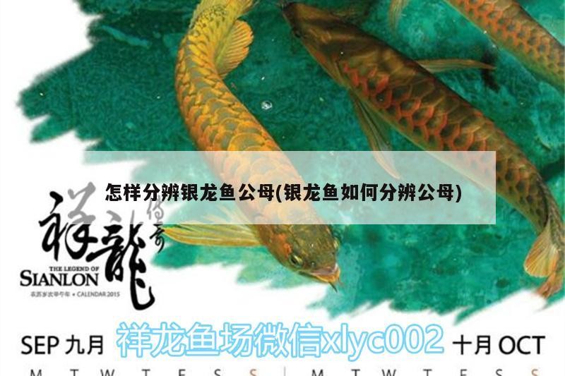 怎樣分辨銀龍魚公母(銀龍魚如何分辨公母)