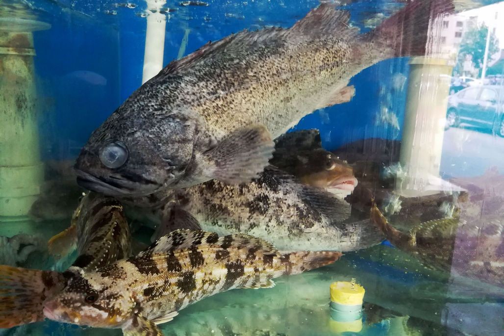 日照龍魚vs祥龍魚場（探討日照龍魚與祥龍魚場的區(qū)別之前需要明確兩個概念）