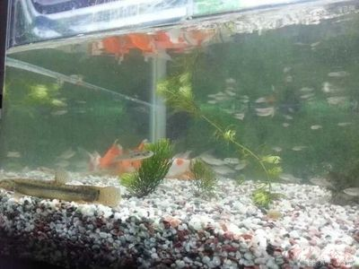 日照龍魚vs祥龍魚場（探討日照龍魚與祥龍魚場的區(qū)別之前需要明確兩個概念）
