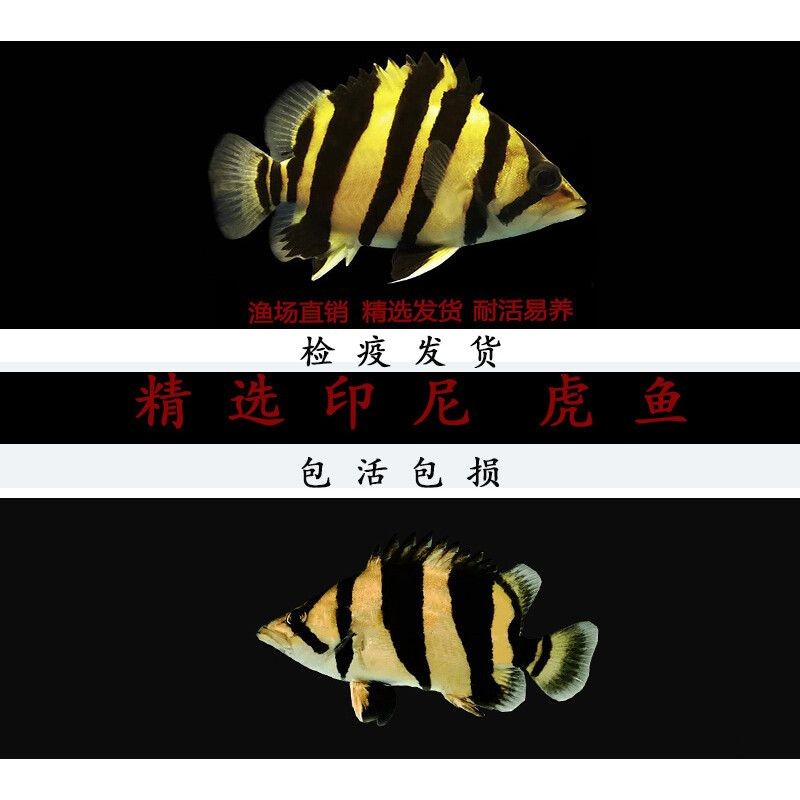 泰北虎與蘇虎區別大嗎：泰北虎與蘇虎區別大嗎泰北虎與蘇虎區別大嗎 泰北虎與蘇虎區別大嗎：泰北虎與蘇虎區別大嗎泰北虎與蘇虎區別大嗎 虎魚百科 第2張