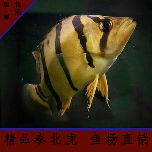 泰北虎與蘇虎區別大嗎：泰北虎與蘇虎區別大嗎泰北虎與蘇虎區別大嗎 泰北虎與蘇虎區別大嗎：泰北虎與蘇虎區別大嗎泰北虎與蘇虎區別大嗎 虎魚百科 第3張