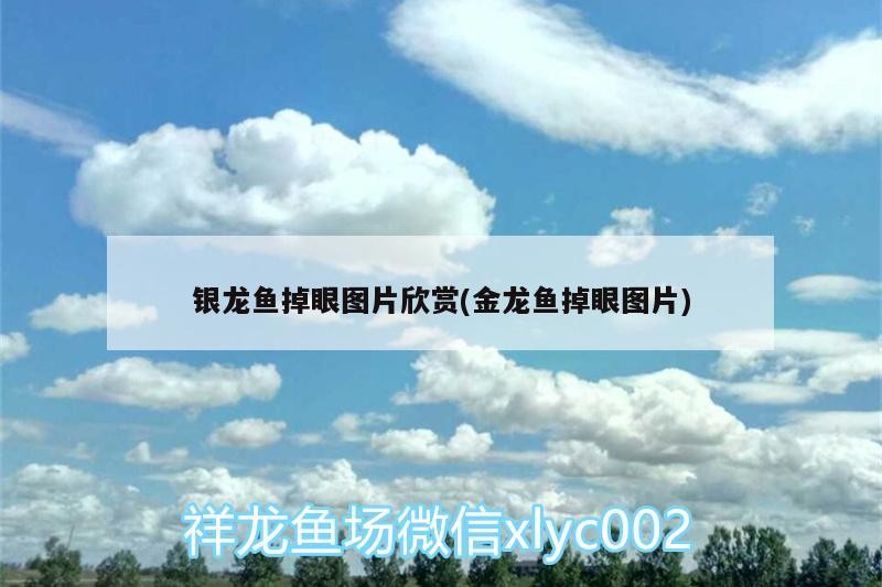 銀龍魚掉眼圖片欣賞(金龍魚掉眼圖片)