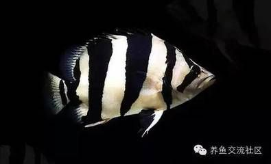 泰北虎和泰虎一樣嗎：泰北虎和泰虎一樣嗎，它們在外觀、生活習性和價格等方面都有所區別