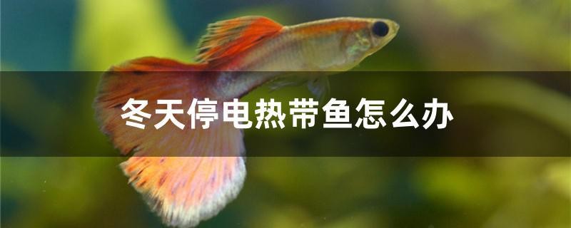 冬天停電熱帶魚怎么辦