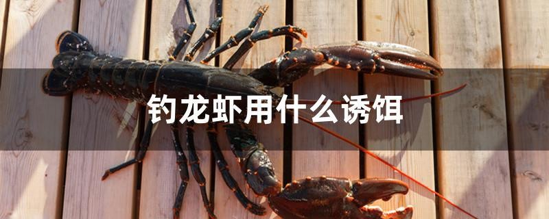 釣龍蝦用什么誘餌