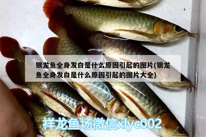 銀龍魚全身發白是什么原因引起的圖片(銀龍魚全身發白是什么原因引起的圖片大全)