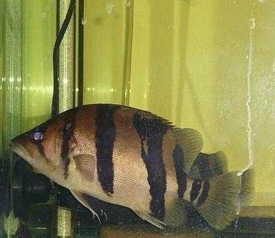 印尼虎好養嗎：印尼虎的飼養難度主要取決于以下幾個方面，印尼虎好養嗎