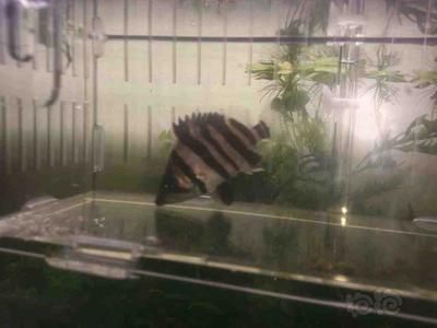 印尼虎好養嗎：印尼虎的飼養難度主要取決于以下幾個方面，印尼虎好養嗎